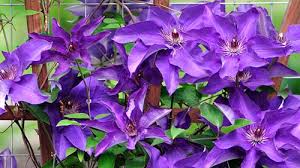 Maybe you would like to learn more about one of these? All About Clematis Baseline Nurseries