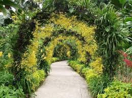 Orchid Arches At The Singapore Botanic Gardens Orchideen Weg Im Botanischen Garten Singapore Garden Singapore Botanic Gardens Botanical Gardens