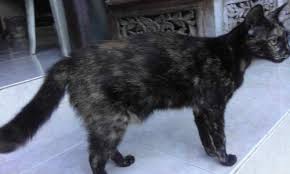 Sebuah pertanda kurang baik akan datang kala kamu mimpi melihat kucing mencakar tanah. Doa Kucing Hilang Agar Kembali Pulang Ke Rumah Mentari Bali Holiday