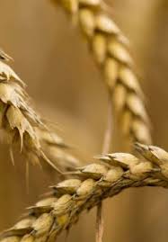 Mycotoxins In Wheat And Mitigation Measures Intechopen