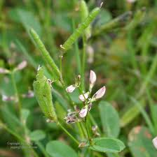 Image result for Phyllanthus ovalifolius