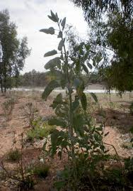 Image result for Nicotiana glauca