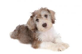 Shop with afterpay on eligible items. Schnoodle Puppies For Adoption