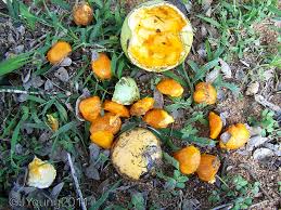 Image result for Strychnos madagascariensis