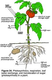We did not find results for: What Do Plant Cells Need To Respire Quora