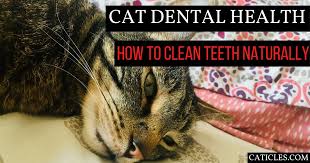 Many people look forward to having a cat for a pet. Healthy Cat Teeth And Natural Cat Dental Care Products