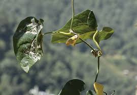 Image result for Aristolochiaceae