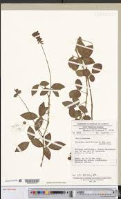 Image result for Eriosema parviflorum