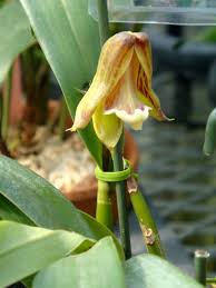 Image result for Polystachya galeata