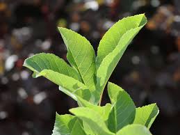 Sonstige früchte gibt es bei baumschule horstmann, dem pflanzenversender in deutschland. Erlenblattrige Felsenbirne Saskatoon Berry Amelanchier Alnifolia Saskatoon Berry Baumschule Horstmann