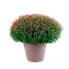 Huge selection of local shops. Send Mums Flowers Plant Online In Kerala Same Day Delivery