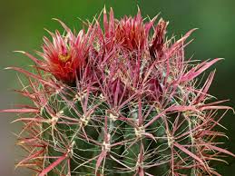 Why do cacti have spikes? Ferocactus Gracilis Fire Barrel Cactus World Of Succulents