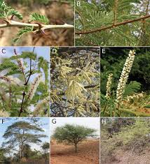 Image result for Acacia goetzei