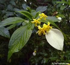 Image result for Pseudomussaenda