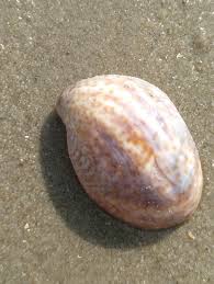 The common slipper shell, , has many other common names, including common atlantic slippersnail, boat shell, quarterdeck shell, fornicating slipper snail, atlantic slipper limpet and it is known in. Common Slipper Shell Crepidula Fornicata