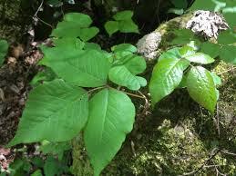 Check spelling or type a new query. How To Recognize Plants That Are Poisonous To Touch Outdoor Herbivore Blog