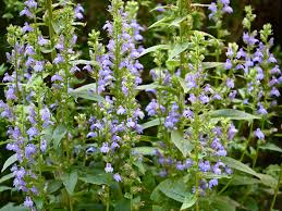 Image result for Lobelia thermalis
