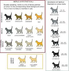 Black stripes ranging from coal black to brownish on a background of brown to gray. Colour And Coat Genetics In Cats Cats From Your Wildest Dreams