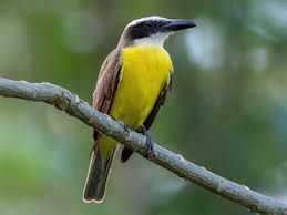 Image result for Pterocarpus megalocarpus