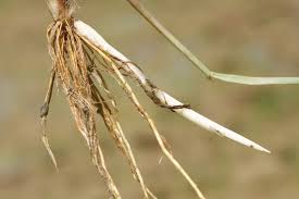 Image result for Oryza longistaminata
