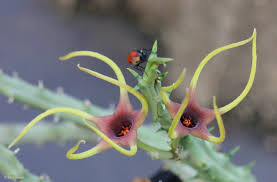 Image result for Orbea lugardii