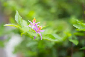 水蓮木climbing raisin img 9983 beautiful creature flowers beautiful