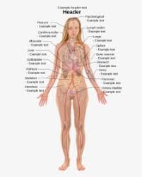 All information about the first name body. Human Body Parts Name List In English