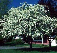 The genus crataegus is a large genus including many species referred to as hawthorn tree, hawthorn apple thornapple, maytree, whitethorn and hawberry. Washington Hawthorn Garden Plant Flowering Trees Chicago Garden Designers