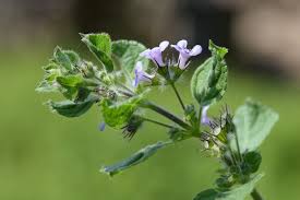 Image result for Mesosphaerum suaveolens