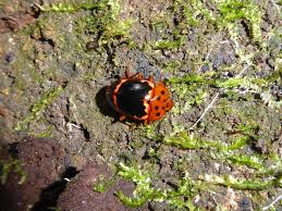 Image result for Coleus psammophilus