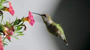 Maybe you would like to learn more about one of these? Hummingbirds Are Tiny Lovable And Easy To Attract In Wisconsin