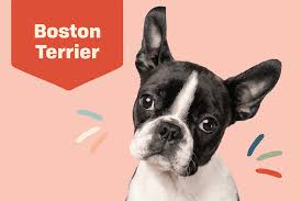 About Boston Terrier Breed