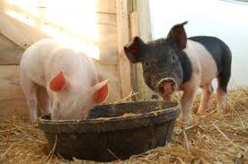 The Messes Of Men Animal Sanctuary Farm Sanctuary Animals Beautiful