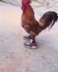 Roosters and chicken try to walk in pants. Just A Chicken In Sneakers Gif On Imgur