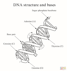 What kind of sugar is. Dna Replication Coloring Worksheet Answer Key Nidecmege
