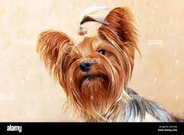 Full Face Portrait Of Yorkshire Terrier With Long Hair Stock Photo Alamy