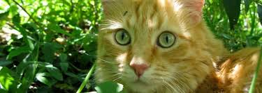 Alternatively you can use the myaetc.com web address. East Carolina Veterinary Service Greenville Nc