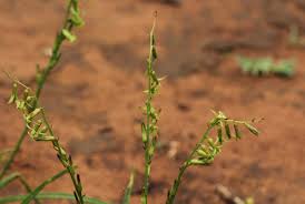 Image result for Dipcadi marlothii