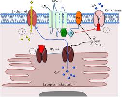 Check spelling or type a new query. Frontiers Olfactory Taste And Photo Sensory Receptors In Non Sensory Organs It Just Makes Sense Physiology