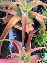 Image result for Aloe pienaarii