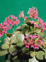 How To Deadhead Kalanchoe Hunker Plants Kalanchoe Blossfeldiana Cacti And Succulents