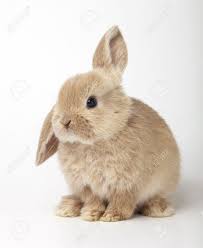 Afbeeldingsresultaat Voor Baby Konijntjes Achtergrond Ostern