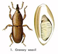How To Prevent Get Rid Of Grain Weevils Weevils Grains Pantry Bugs