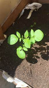 What Plant Is This It Has Been Growing In My Raised Bed And I Dont Want To Remove It But I Am Also Too Impatient To Wait Until Plants Horticulture Raised