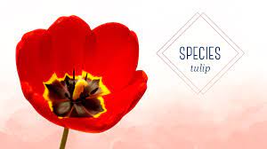 Maybe you would like to learn more about one of these? Types Of Tulips A Visual Guide Ftd Com