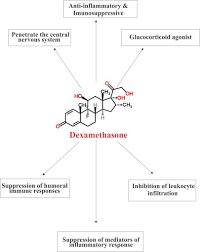 Dexamethasone Information Dexamethasone Uses Dosage Side Effects Tablets Injection Cost Http Dexam Nursing Tips Medical Knowledge Medical Information