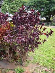 Maybe you would like to learn more about one of these? Manfaat Daun Ungu Untuk Kesehatan Plants Front Yard Design Front Yard Landscaping