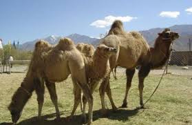 Leh kargil zanakar safari services. Nubra Valley The Administration Of Union Territory Of Ladakh India