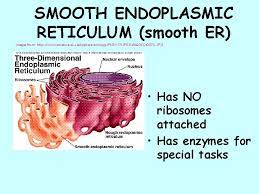 What is the smooth and the rough endoplasmic reticulum? Chapter 7 2 Cell Structure And Function Nucleolus