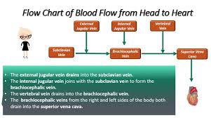 The Vessels Of Blood Circulation Scientist Cindy